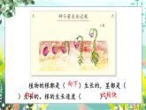 1.3《种子长出了根》课件+素材（送教案）