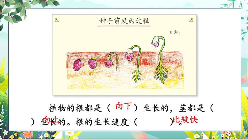 1.3《种子长出了根》课件+素材（送教案）04