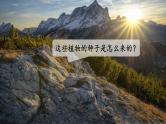 1.7《种子的传播》课件+素材（送教案）