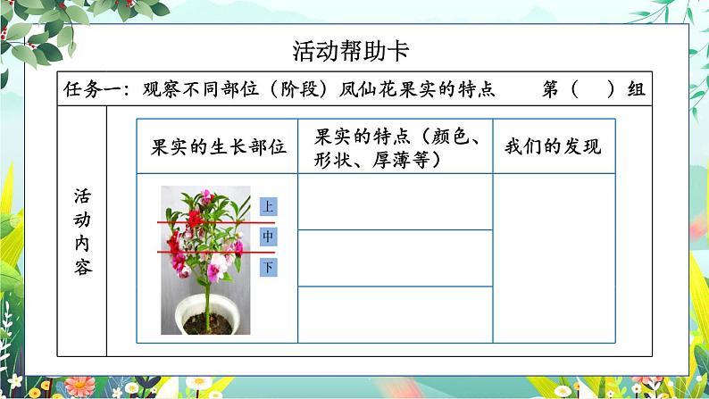 1.6《果实和种子》课件+素材（送教案）06