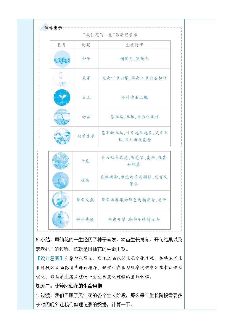 1.8《凤仙花的一生》课件+素材（送教案）03