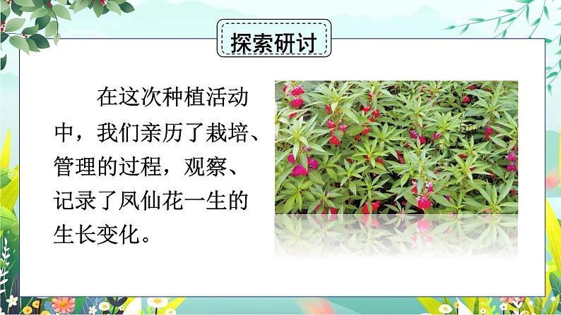 1.8《凤仙花的一生》课件+素材（送教案）03