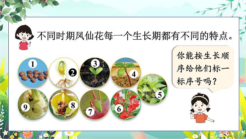 1.8《凤仙花的一生》课件+素材（送教案）04