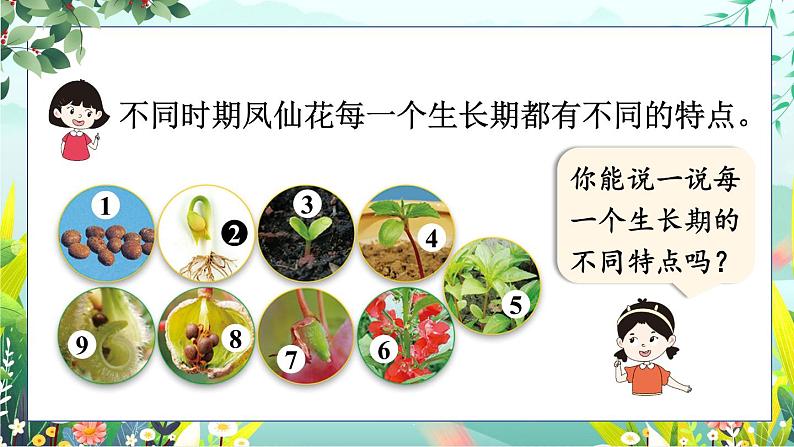 1.8《凤仙花的一生》课件+素材（送教案）05