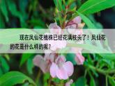 1.5《凤仙花开花了》课件+素材（送教案）