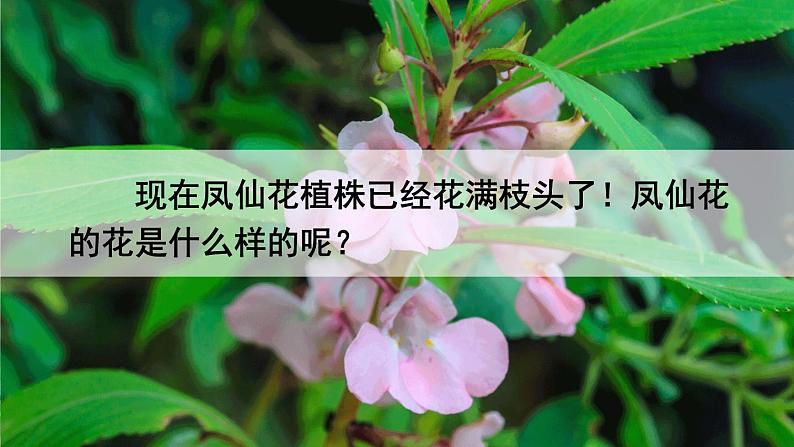 1.5《凤仙花开花了》课件+素材（送教案）02