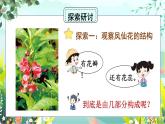 1.5《凤仙花开花了》课件+素材（送教案）