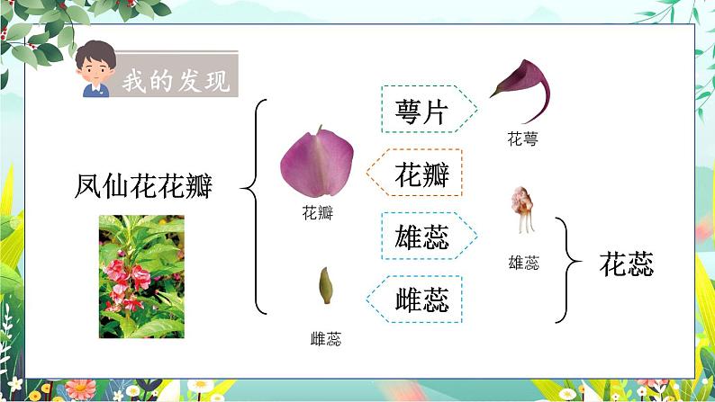 1.5《凤仙花开花了》课件+素材（送教案）07
