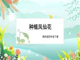 新教科版科学四下 第2课 种植凤仙花 PPT课件+教案+视频素材