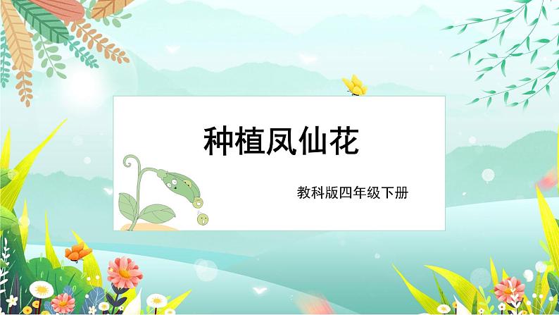 新教科版科学四下 第2课 种植凤仙花 PPT课件+教案+视频素材01