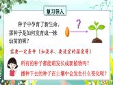 新教科版科学四下 第2课 种植凤仙花 PPT课件+教案+视频素材
