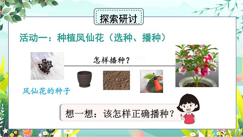 新教科版科学四下 第2课 种植凤仙花 PPT课件+教案+视频素材03