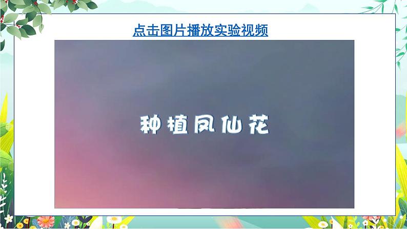 新教科版科学四下 第2课 种植凤仙花 PPT课件+教案+视频素材04
