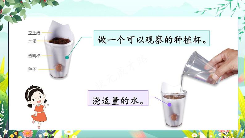 新教科版科学四下 第2课 种植凤仙花 PPT课件+教案+视频素材07