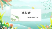 教科版 (2017)四年级下册4.茎和叶课堂教学ppt课件