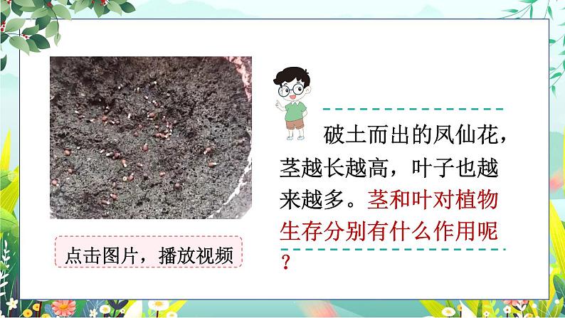 新教科版科学四下 第4课 茎和叶 PPT课件+教案+视频素材03