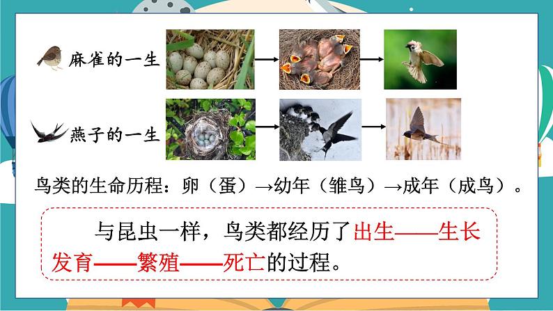 第8课 动物的一生第8页