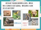 2.7《動(dòng)物的繁殖》課件+教案+素材