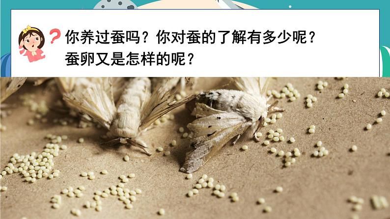 2.1《迎接蚕宝宝的到来》课件+教案+素材04