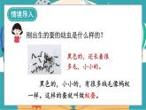 2.3《蠶長大了》課件+教案+素材