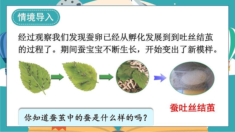 2.4《蚕变了新模样》课件+教案+素材03