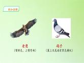 苏教版（2017秋）四年级上册科学 3 鸟类（课件）