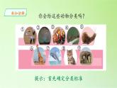 给动物分类PPT课件免费下载