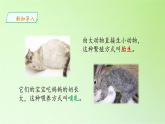 蘇教版（2017秋）四年級上冊科學(xué) 4 哺乳類（課件）