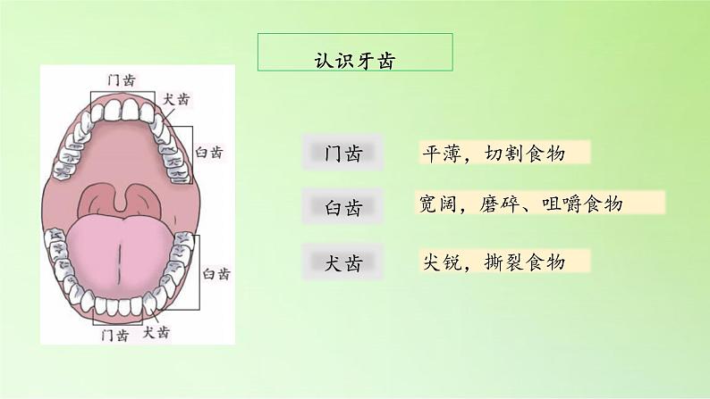 教科版（2017秋）四年级上册  2.7 食物在口腔里的变化（课件）第6页