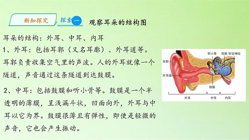 教科版（2017秋）四年级上册  1.4 我们是怎样听到声音的（课件）第4页