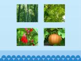 人教版六年级科学下册2.2植物与环境  课件