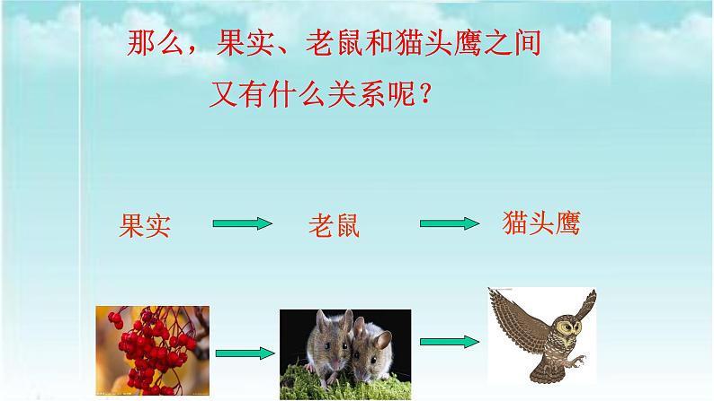 人教版六年级科学下册2.3有趣的食物联系  课件03