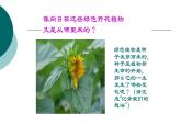 人教版五年级科学下册  2.1 植物的生长变化    课件