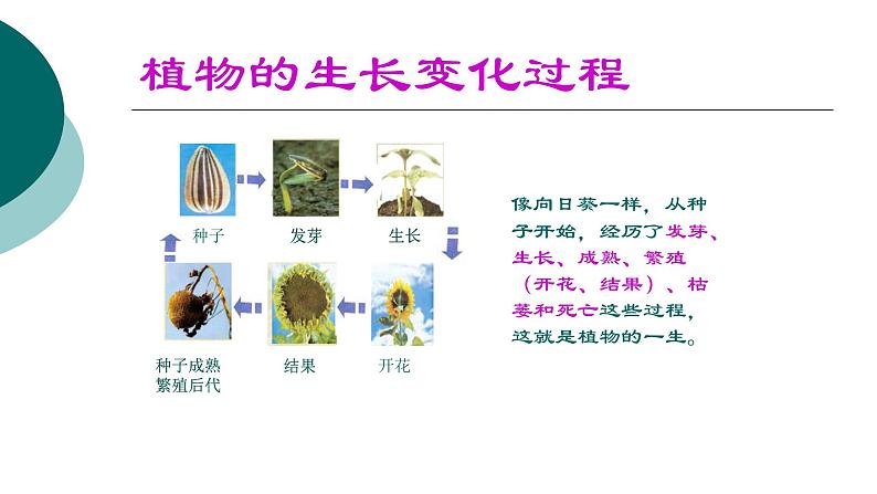 人教版五年级科学下册  2.1 植物的生长变化    课件05