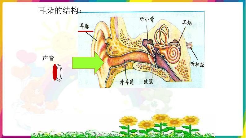 人教版四年级科学下册  2.4   我们怎么听到声音   课件08