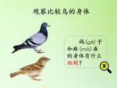 湘科版科学三年级上册 2.3 鸟（课件）