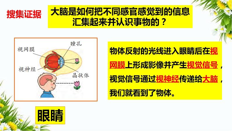 2.1感官、大脑与认知 教学课件第8页