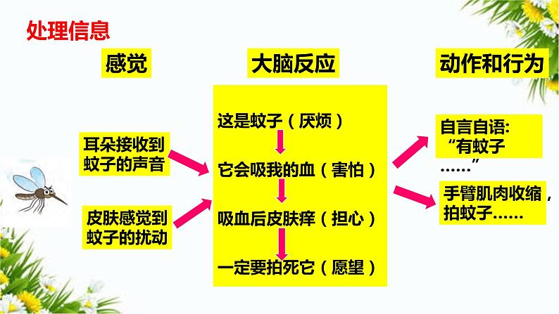 大象版五上科学课件2.3人体司令部03