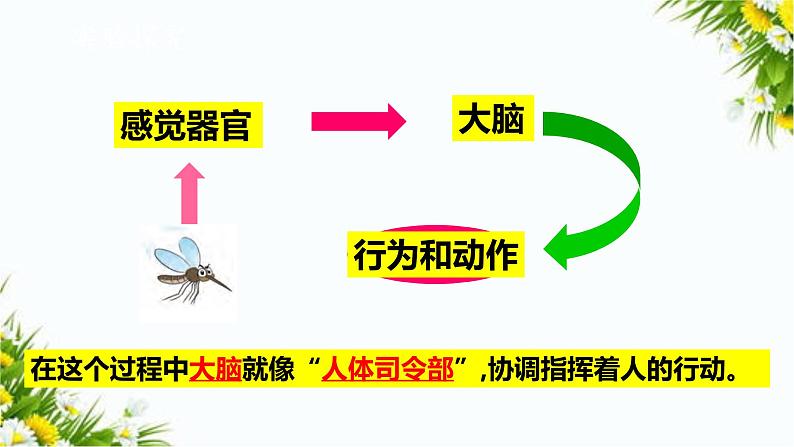 大象版五上科学课件2.3人体司令部05