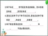 新教科版科学四年级下册 期末复习一 植物的生长变化 习题PPT
