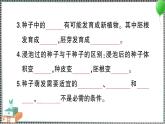 新教科版科学四年级下册 期末复习一 植物的生长变化 习题PPT