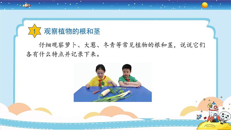 新冀人版四年级下册科学 5《植物的器官》课件PPT+教案08