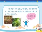 新冀人版四年级下册科学 6《植物的繁殖》课件PPT+教案