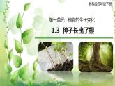 教科版(2017)科学四年级下册1.3《种子长出了根》PPT课件+教案+同步练习