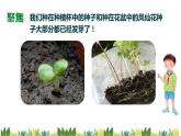 教科版(2017)科学四年级下册1.3《种子长出了根》PPT课件+教案+同步练习