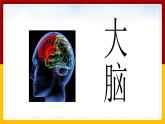 6人体司令部课件PPT