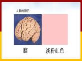 6人体司令部课件PPT