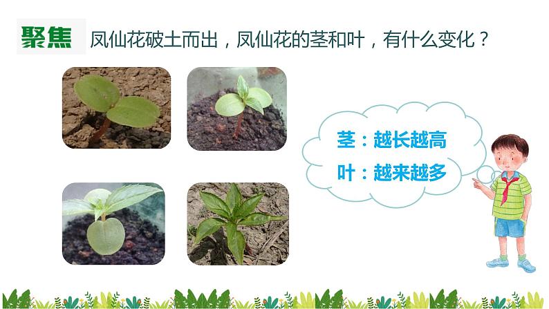 教科版(2017)科学四年级下册1.4《茎和叶》PPT课件+教案+同步练习03