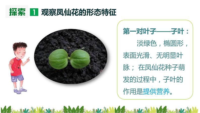 教科版(2017)科学四年级下册1.4《茎和叶》PPT课件+教案+同步练习05