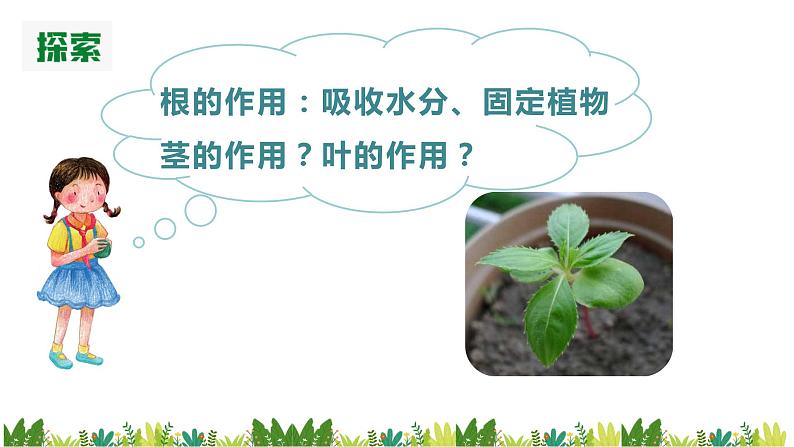 教科版(2017)科学四年级下册1.4《茎和叶》PPT课件+教案+同步练习06